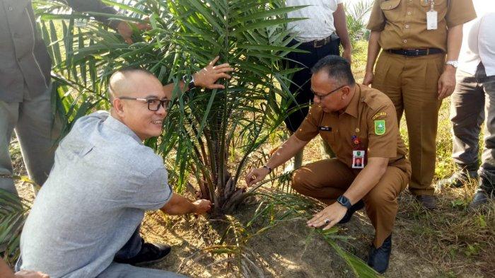 Pekan Ini Harga TBS Sawit Kembali Naik