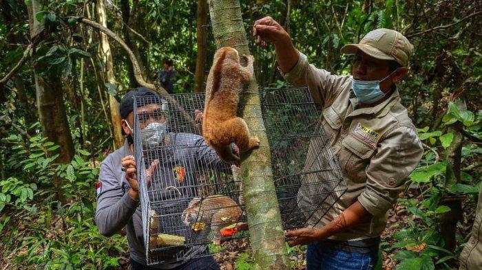 Diselamatkan dari Praktik Perdagangan Satwa Dilindungi d Riau, 8 Ekor Kukang Akhirnya Dilepasliarkan