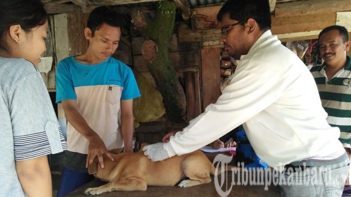 Tips dari Komunitas Pekanbaru Dog Lovers agar Anabul Aman dari Rabies, Ternyata Bukan Hanya Vaksin