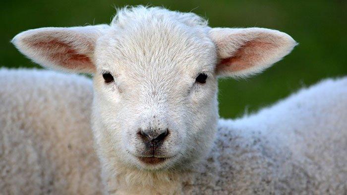 Beli Mahal Domba Miliaran Rupiah, Ternyata Peternak Punya Rencana Ambius, Ini yang Mereka Lakukan