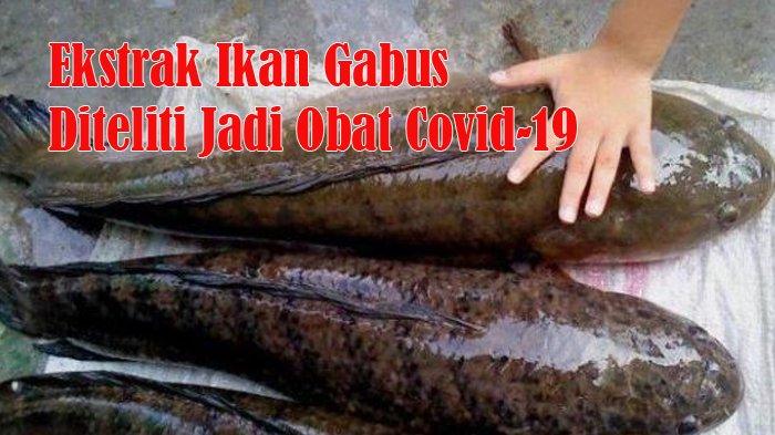 Ekstrak Ikan Gabus dan Temulawak Sedang Diteliti untuk Obat Covid-19 oleh Peneliti di Indonesia