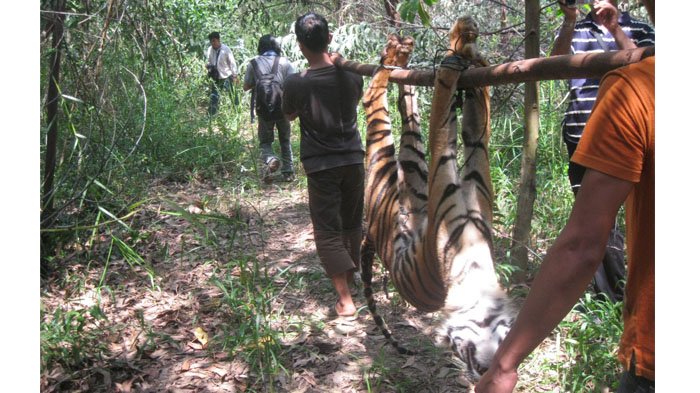 Warga Temukan Jejak Baru Si Belang, 4 Kasus Penangkapan dan Penampakan Harimau di Pelalawan