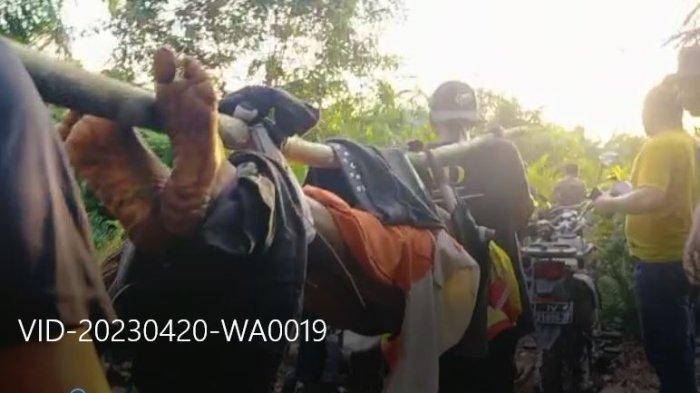 Box dan Kamera Trap Belum Buahkan Hasil, Diprediksi Harimau Sumatra di Siak Kembali ke Hutan