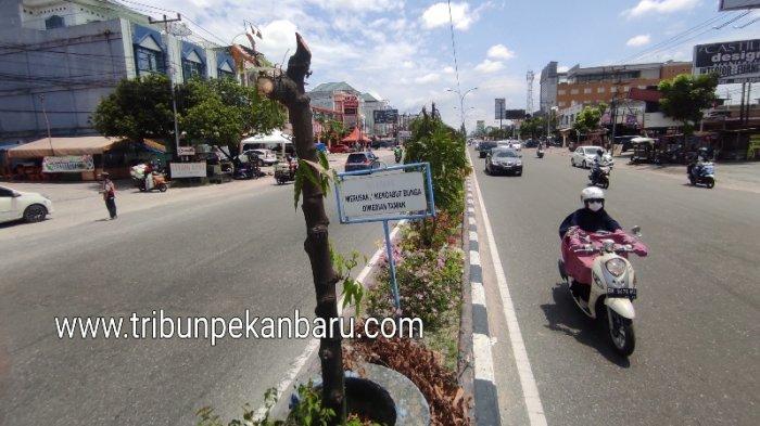Ada Titik Terang, Kasus Penebangan Pohon Pelindung di Median Jalan di Pekanbaru Mulai Terungkap