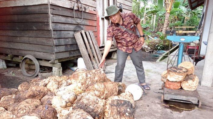 Harga Karet di Riau Pekan Ini Cenderung Stabil