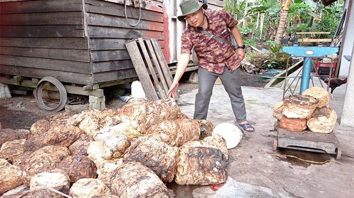 Harga Karet Riau Pekan Ini Stabil dan Komoditi Lain Naik