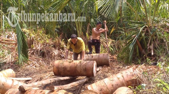 Ancam Cabut Izin Kilang Sagu di Teluk Meranti yang Tidak Olah Limbah dengan Baik