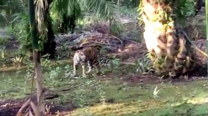 Temuan Diduga Jejak Harimau di Pangkalan Kerinci, Warga Ungkap Hal Menakutkan