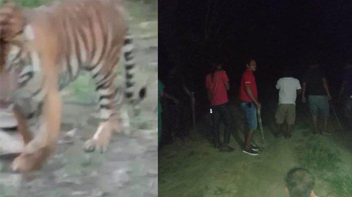 Harimau Muncul Lagi di Desa Tasik Tebing Serai Bengkalis, Kapolsek Pinggir Imbau Warga Waspada