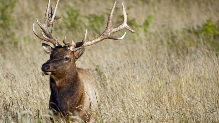 Diserang Rusa Buruannya, Pemburu Ini Tewas Akibat Lehernya Ditusuk Tanduk