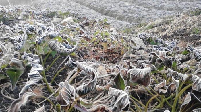 Papua Dilanda Cuaca Ekstrim dan Hujan Es, 10 Warga Tewas Kedinginan