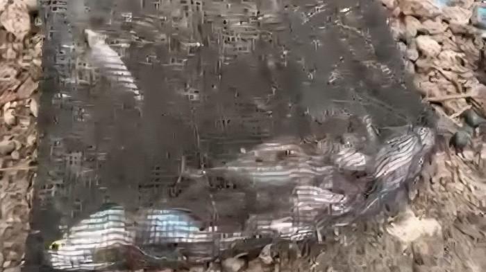 Ini Temuan DLH Pelalawan Terkait Puluhan Ikan Mati Mendadak di Sungai Kerinci