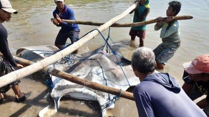Sangkut di Jaring Nelayan, Ikan Pari Manta Raksasa Ini Sampai Diangkat 15 Orang