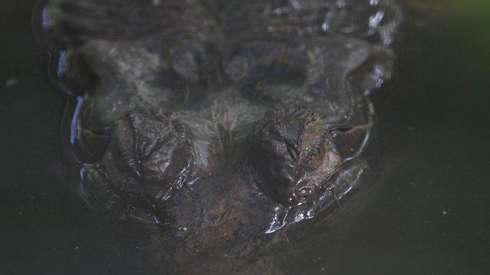 Kata Warga Sekitar Soal Buaya di Hilir Sungai Rokan: Waspada Saja, Jangan Buat Macam-macam