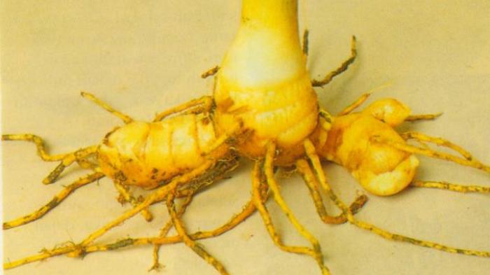 MENGUAK Khasiat Temulawak Tingkatkan Imunitas Tubuh: Simak Penjelasan Ahli Ini