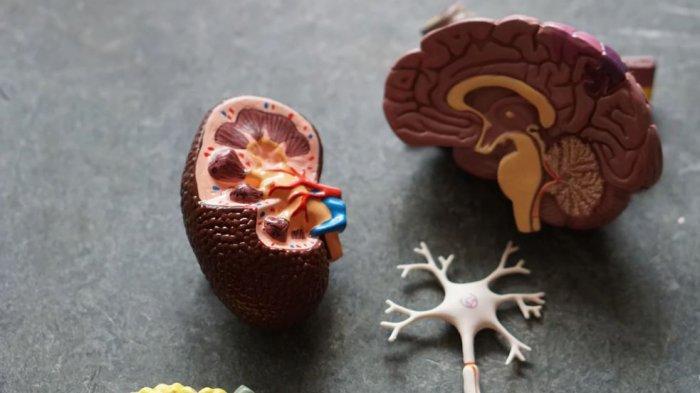 Kenali Gejala Gagal Ginjal Akut pada Anak, Angka Kematian di Indonesia Cukup Tinggi