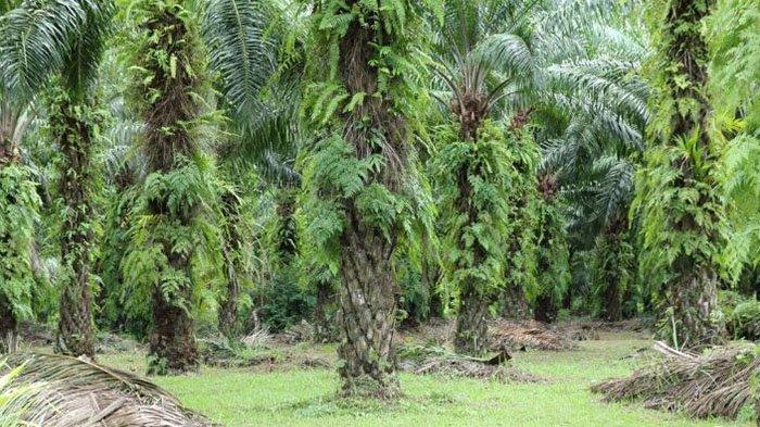 Dijatah Rp 10 Miliar Dari DBH Sawit, Bupati Kuansing Instruksikan Penggalian PAD dari Sektor TBS