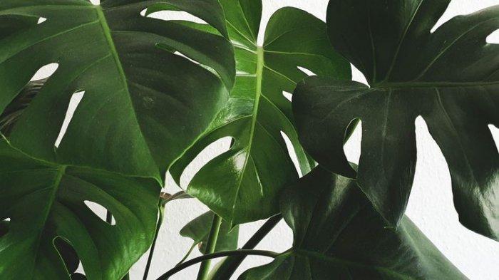 Tanaman Hias Ini Bisa Bikin Tampilan Dalam Ruangan Makin Cantik