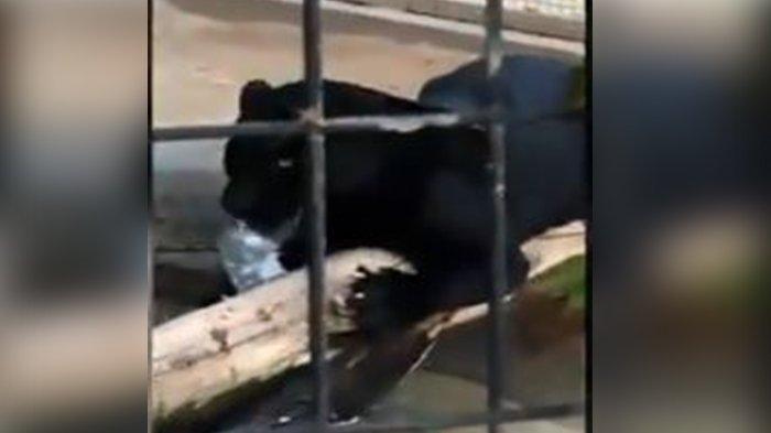 Video Detik-detik Jaguar Hitam Direkam Kamera, Seorang Pengujung Nyaris Tewas Dicakar saat Swafoto