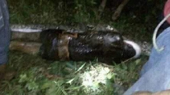 Saat Ditelan Hidup-hidup Oleh Ular 9 Meter, Akbar Sedang Sendirian Memanen Sawit