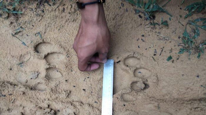 Jejaknya Aja Bikin Ngeri,Kalo Ketemu Bisa Mati Berdiri,Bekas Tapak Hewan di PT Gandaherah Pelalawan