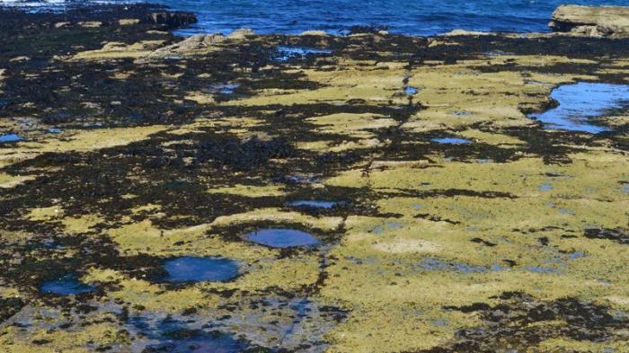 Ratusan Jejak Kaki Dinosaurus Ditemukan di Laguna