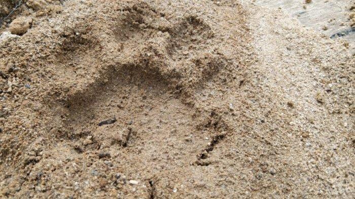 Desember Lalu 2 Ekor Sapinya Diterkam Harimau, Petani Di Agam Sumbar Kembali Temukan Jejak Harimau