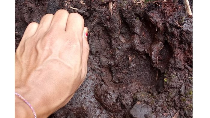 BBKSDA Temukan Jejak Baru Kaki Harimau Setiap Hari, 14 Orang Siaga Pantau Lokasi