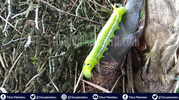 Kabid Pemberantasan BNNP Sebut Jaringan Narkoba di Riau Sangat Sensitif Seperti Ulat Bulu