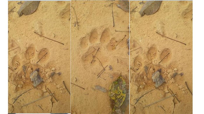 Sebelum Penemuan Jejak Kaki, Seorang Warga Mengaku Bertemu Harimau