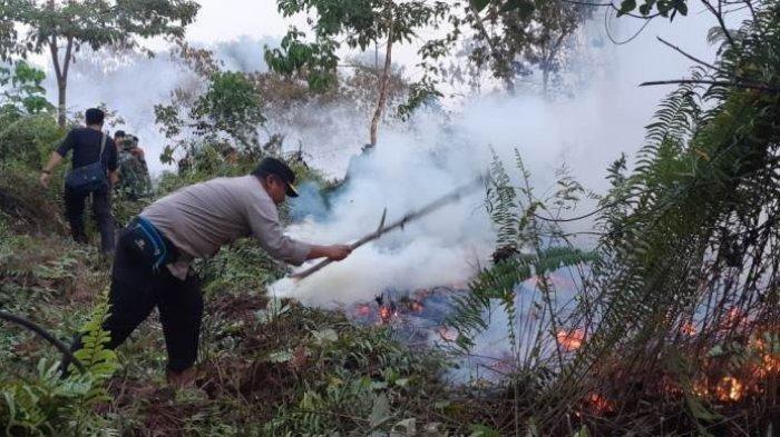 Habis Api Terbitlah Sawit di Lahan Bekas Karhutla di Sarolangun, Jambi