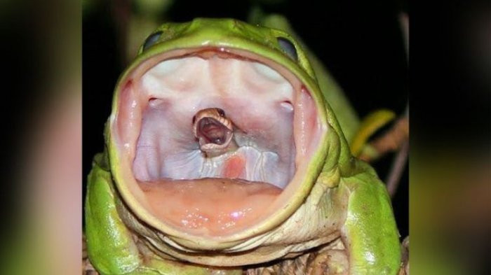 OMG Aneh! Biasanya Ular Memangsa Katak, Tapi yang Ini Justru Katak Telan Ular