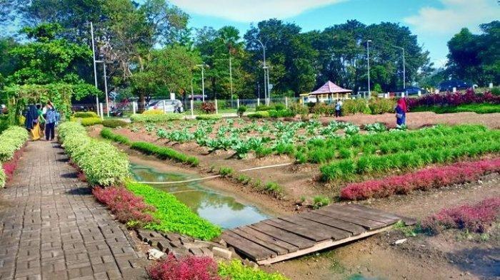 Sepi Karena Wabah Virus Corona Hotel di Banten Terpaksa Ajak Karyawannya Tanam Cabai Hingga Kangkung