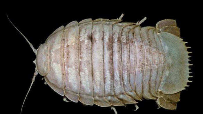 Jenis Mahkluk Laut Baru Berhasil Ditemukan oleh Ilmuwan Indonesia, Kecoak laut, Ukurannya Raksasa