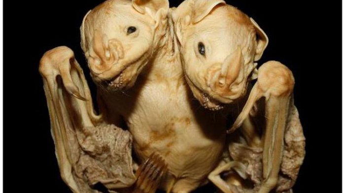 Telah Ditemukan Kelelawar Berkepala Dua, Begini Penampakannya