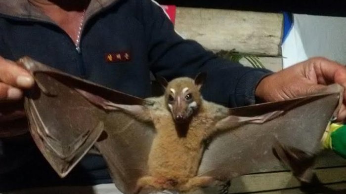 Heboh Munculnya Kelelawar Unik di Sulawesi, Wajahnya Seperti Dirias