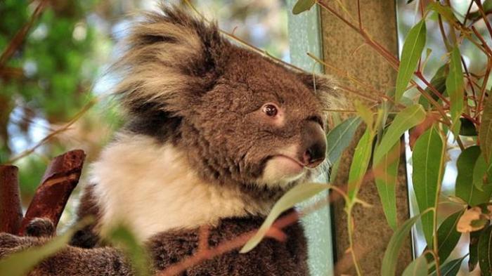Binatang Ini Sering Tidur Setiap Harinya, tapi Berteriak-Teriak jika Masuk Musim Kawin