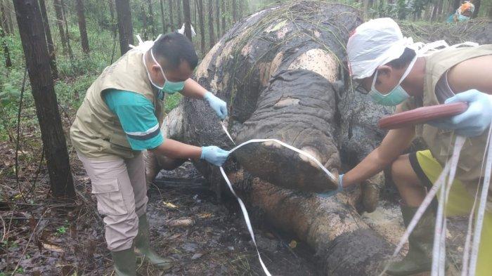 Kondisi Mengenaskan Gajah yang Mati di Bengkalis Riau, Kepalanya Terpotong dan Berusia 40 Tahun
