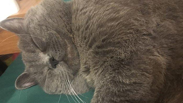 Kucing Jantan Ini Terpaksa Diinfus Usai Kawini 5 Kucing Betina Dalam Satu Malam, Energinya Habis