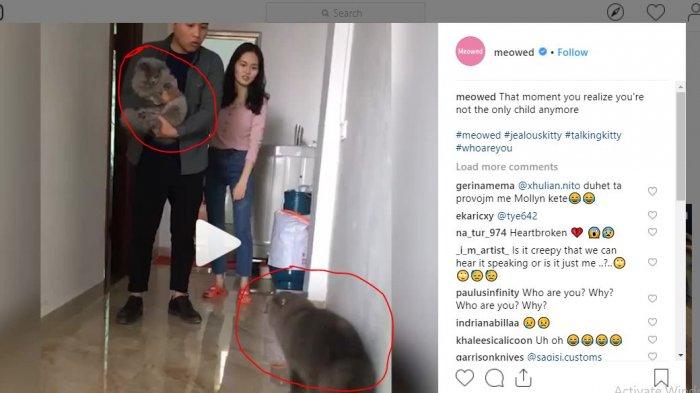 Tak Senang Majikan Bawa yang Baru, Kucing Ini Cemburu & Mengeong: Who Are You? Why?