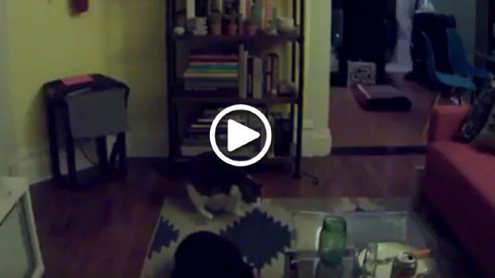 VIDEO: Merinding, Dua Kucing Terkejut Lihat Benda Ini Bergerak Sendiri, Ternyata Muncul Sosok Ini