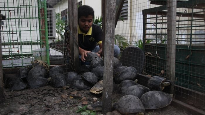 Kura-kura Ambon, Kulit Ular dan Biawak Diamankan Pihak BBKSDA Riau
