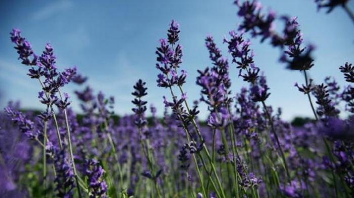 Aroma Ini Bisa Pengaruhi Tidur Anda