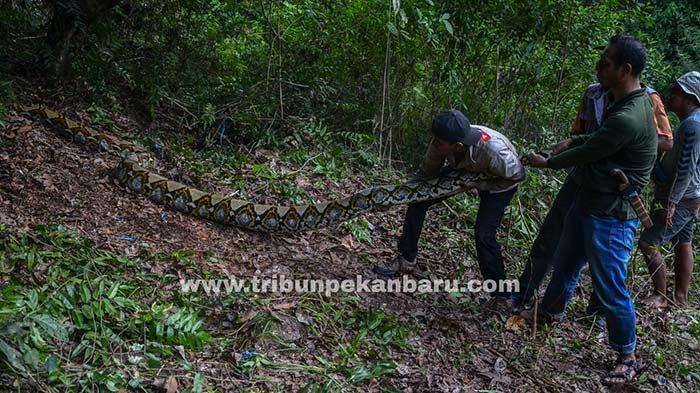 Sugeng Teriak-teriak, Kakinya Dililit Ular Piton, Nyaris Dimangsa Ular Besar saat Sendirian