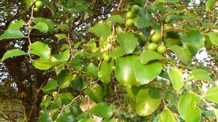 Manfaat Air Rebusan Daun Bidara, Turunkan Kolestrol, Turunkan Berat Badan Hingga Atasi Jerawat