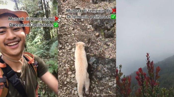Viral Tiktok: Pendaki Ini Kisahkan Perjalanannya Mendaki Ditemani Kucing Oren