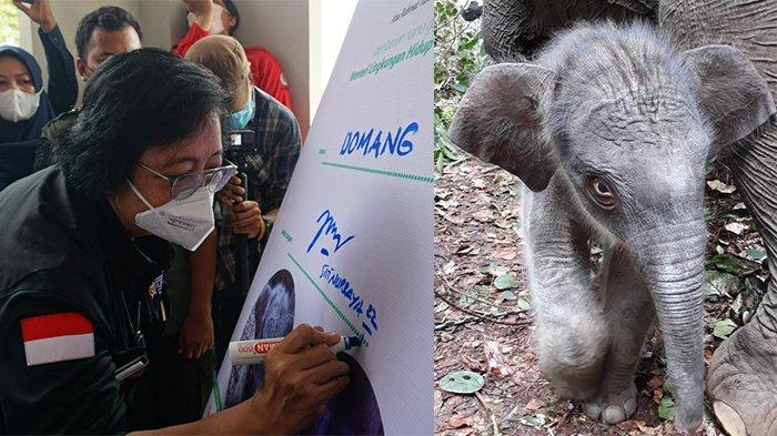 Menteri LHK Siti Nurbaya Beri Nama Domang Buat Bayi Gajah yang Baru Lahir di TNTN Pelalawan