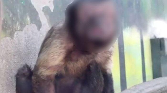 Berbeda dari Kawanan & Dikucilkan, Monyet 'Berwajah Manusia' Ini Jomblo: Sulit Mendapatkan Pasangan