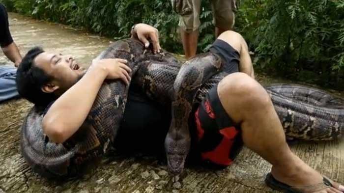 Heboh Ular Sebesar Pohon, Panji Petualang Beri Tips Menghadapi Lilitan Ular Piton
