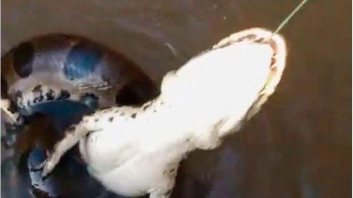 Mancing Ikan, Warga ini Kaget Dapat Buaya yang Sedang Dililit ANACONDA Raksasa